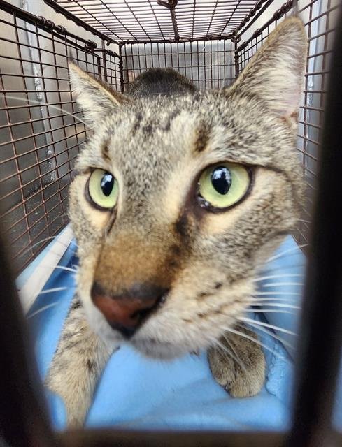 ALPHACINO - Domestic Medium Hair available for adoption