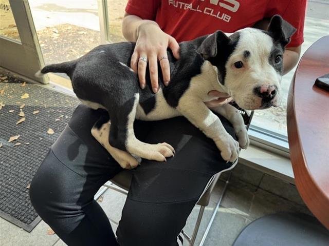 RASCAL - American Staffordshire Terrier available for adoption