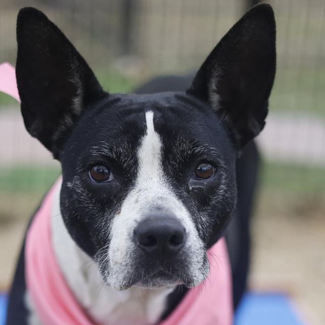 DRIFTY - American Staffordshire Terrier available for adoption