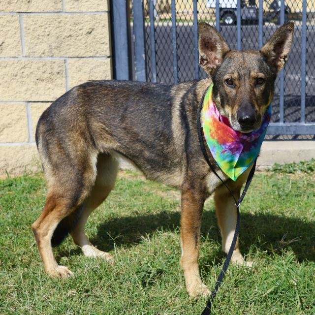 BO - German Shepherd Dog available for adoption