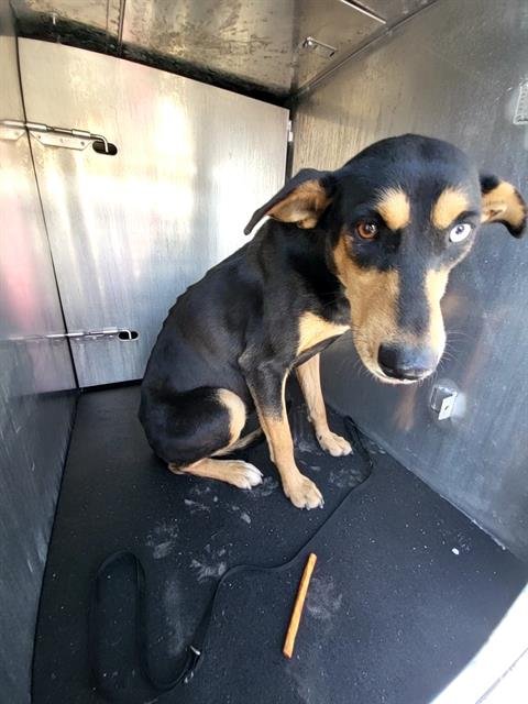 LARISSA - Doberman Pinscher available for adoption