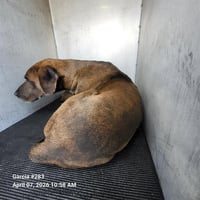 SCUTTLEBUTT - Photo 1