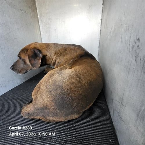 SCUTTLEBUTT - Great Dane available for adoption