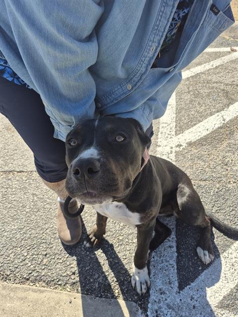 BROWNIE - American Staffordshire Terrier available for adoption