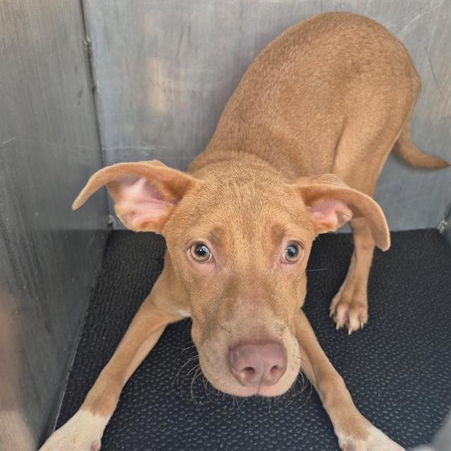 RODNEY - American Staffordshire Terrier available for adoption