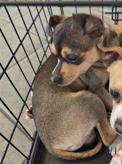 FESTER - Chihuahua available for adoption