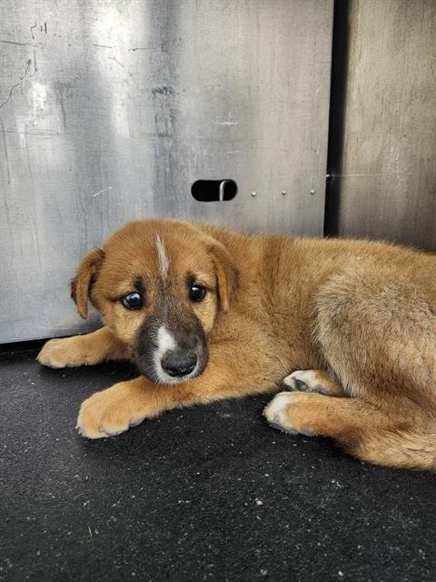 SHIRA - German Shepherd Dog available for adoption