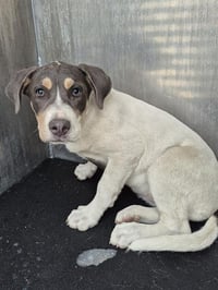 TRIXIE THE PIXIE - Photo 1