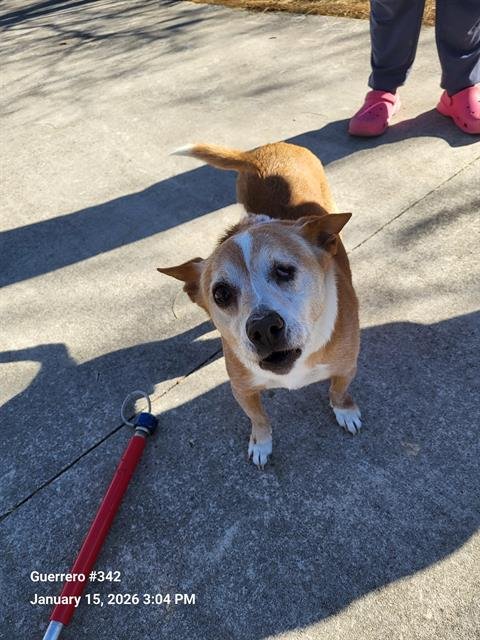 SOCKS - Chihuahua / Catahoula Leopard Dog available for adoption