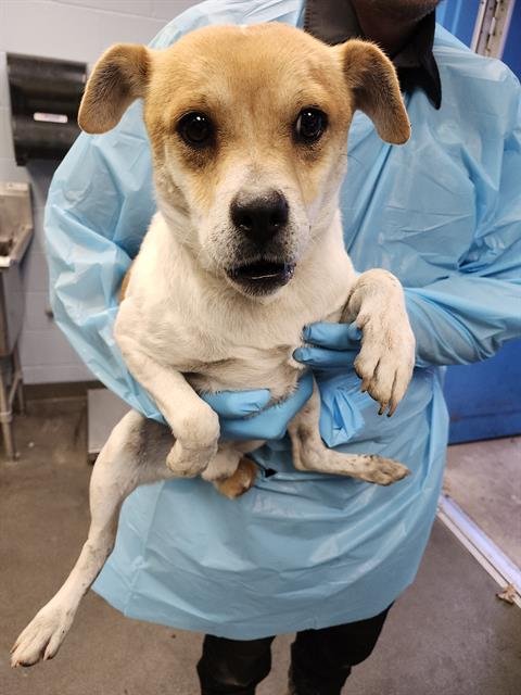 THOMAS - Terrier available for adoption