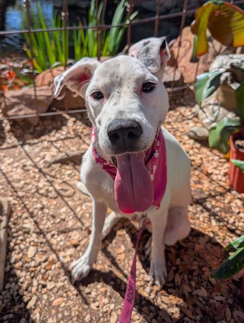 PENELOPE - Dalmatian available for adoption