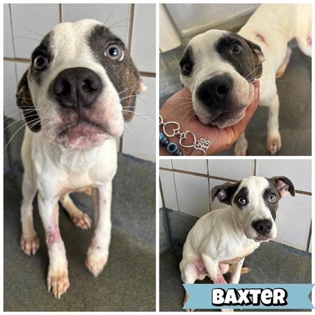 BLUE - American Staffordshire Terrier available for adoption