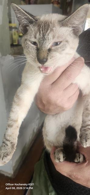 BINGO - Domestic Short Hair available for adoption