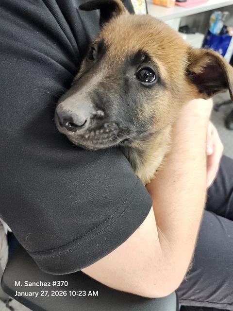 BRAN - Belgian Shepherd Malinois available for adoption