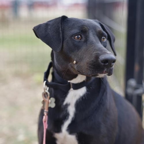 BETTY - Labrador Retriever available for adoption