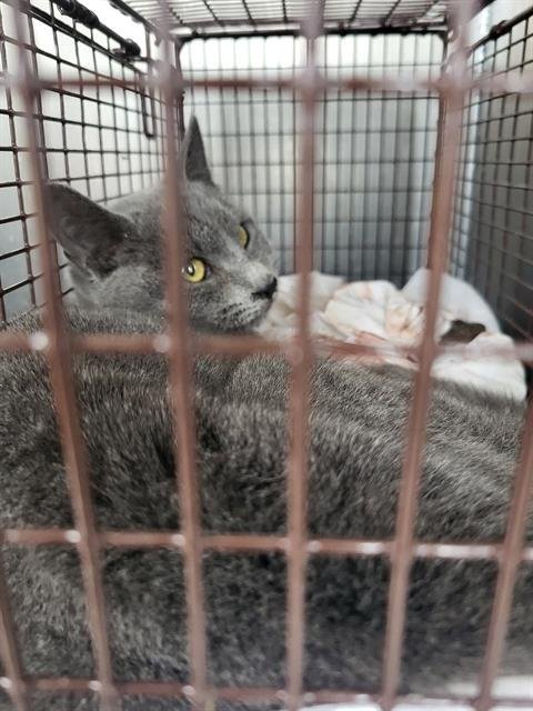 GRIS - Domestic Short Hair available for adoption