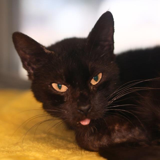 MANON - Domestic Short Hair available for adoption