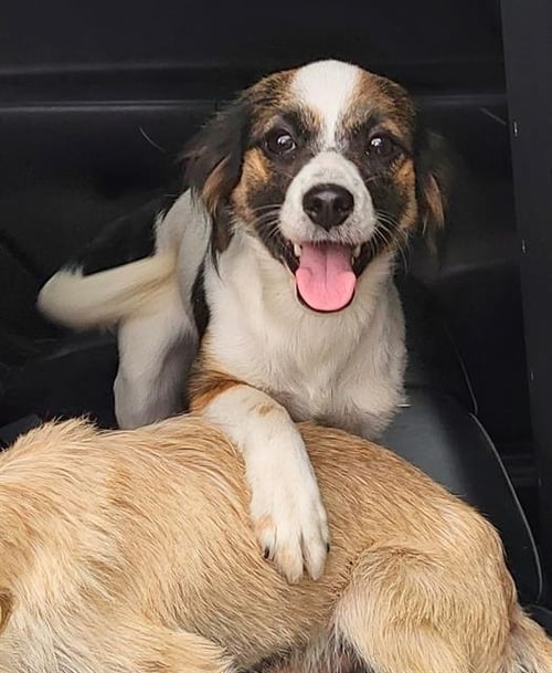 MABEL - Terrier available for adoption