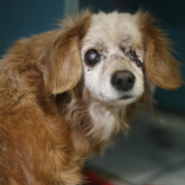 SIMBA - Toy Fox Terrier available for adoption