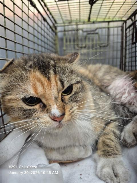 POMP - Domestic Medium Hair available for adoption