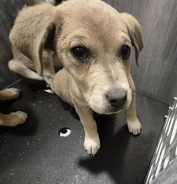 TRIX - Labrador Retriever available for adoption