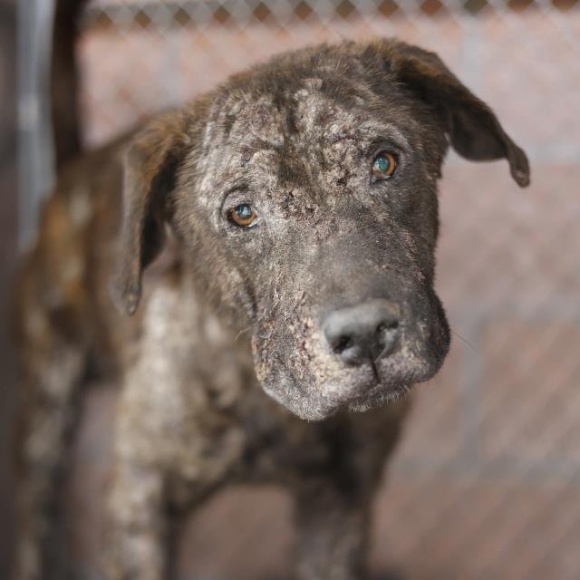 SIF - Labrador Retriever available for adoption