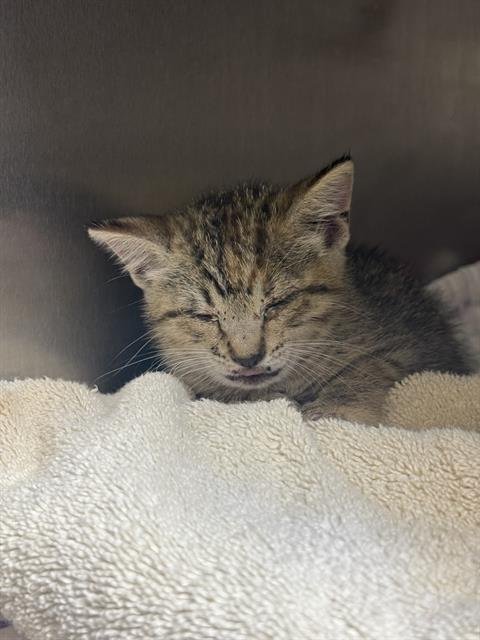 BOUNCE BACK - Domestic Short Hair available for adoption