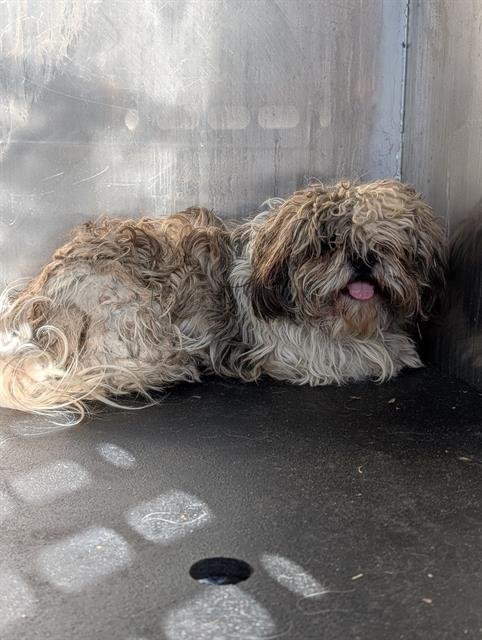 BENNY RODRIGUEZ - Shih Tzu available for adoption