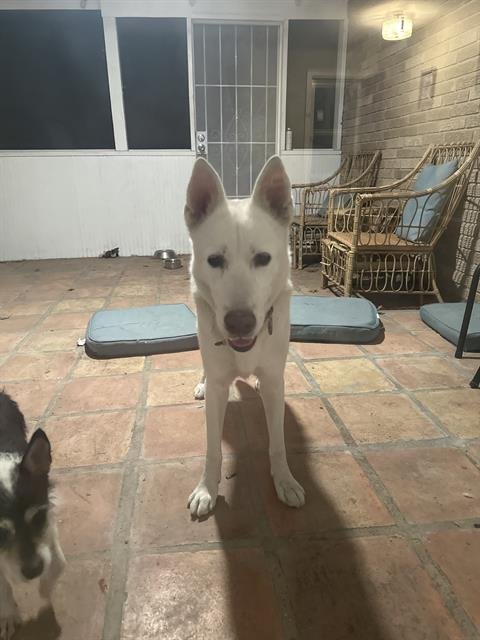 NEMO - German Shepherd Dog available for adoption