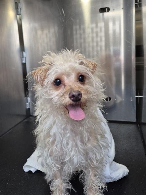 SADIE - Terrier available for adoption