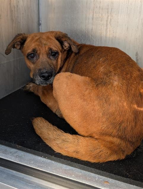 A795187 - Rhodesian Ridgeback available for adoption