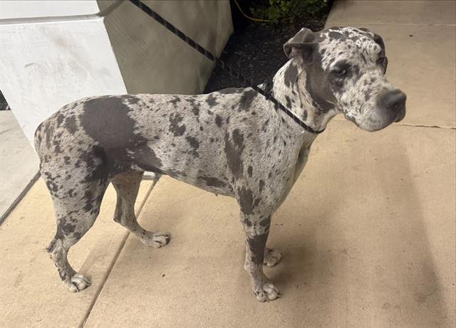 BETTY - Great Dane available for adoption