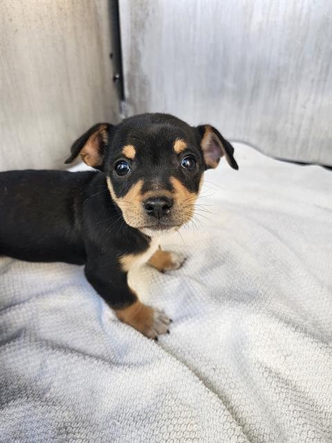 ZORRO - Terrier available for adoption