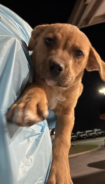 SMORES - Labrador Retriever available for adoption