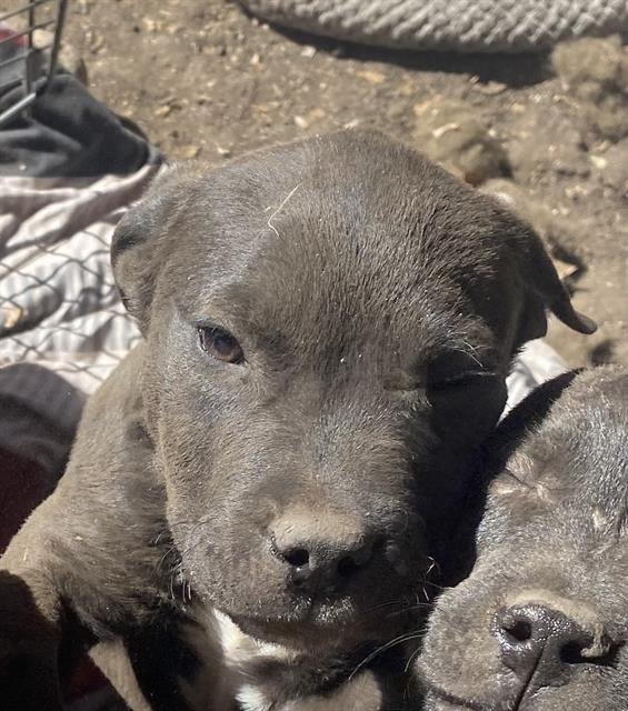 BLOT - American Staffordshire Terrier available for adoption