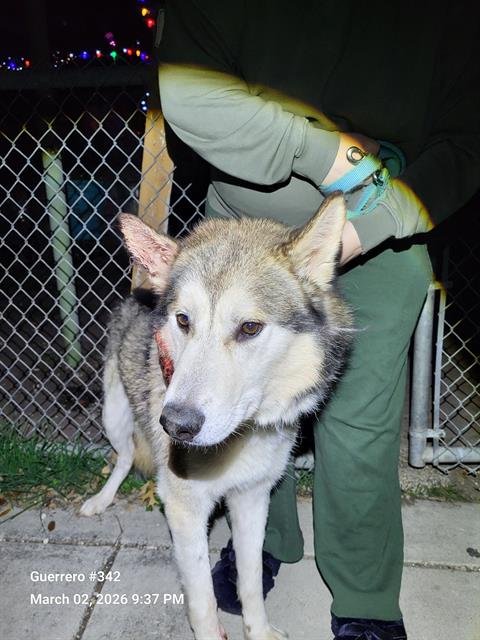 ASPEN - Husky available for adoption