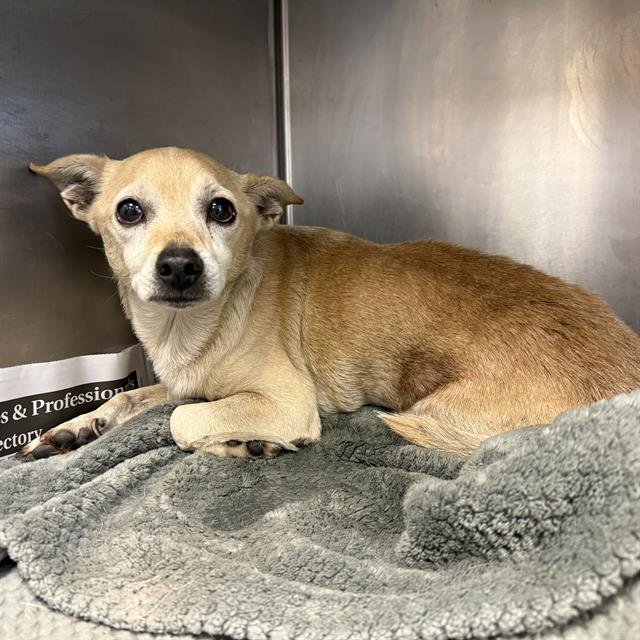 TOMMY - Chihuahua available for adoption