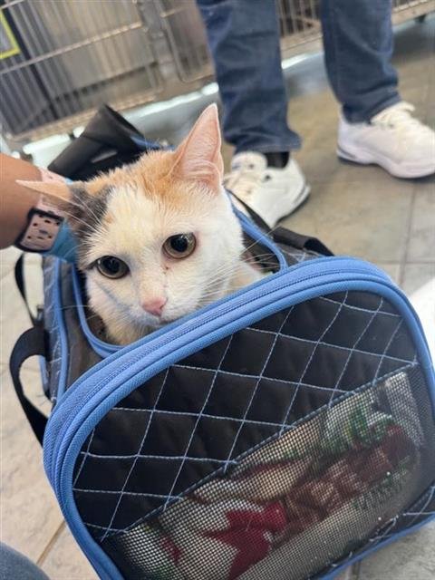 BELLE - Domestic Short Hair available for adoption