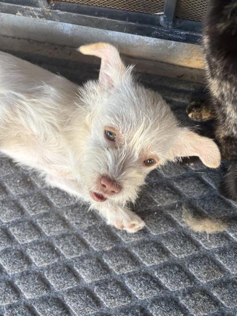 CHASER - Terrier available for adoption