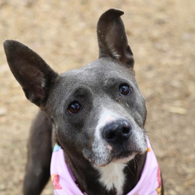 TEACUP - Staffordshire Bull Terrier available for adoption