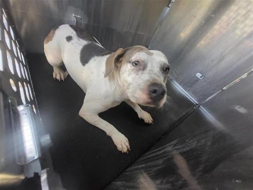ROSITA - American Staffordshire Terrier available for adoption