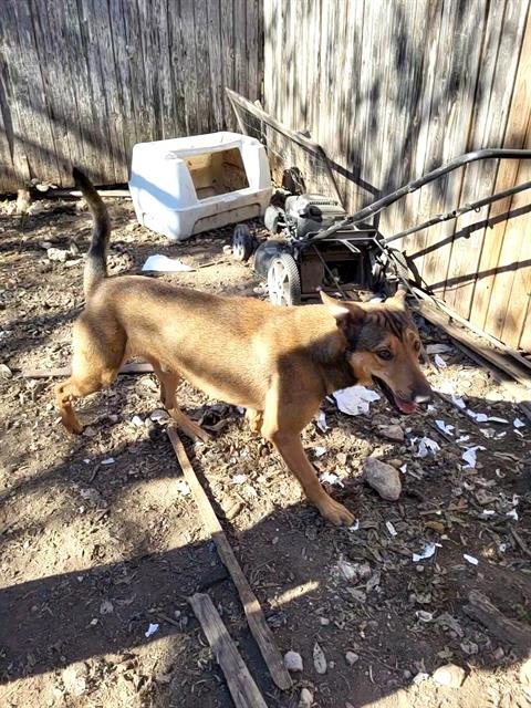 LENNY - German Shepherd Dog available for adoption