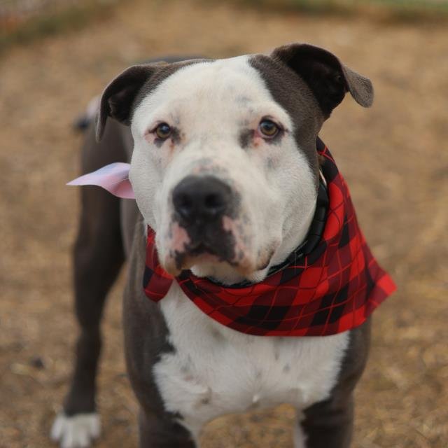 ELVIS - American Staffordshire Terrier available for adoption