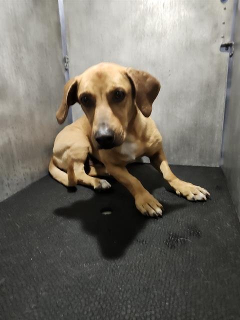 BIG BOY - Hound available for adoption