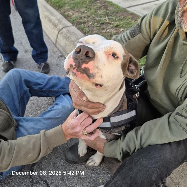 BRUNO - American Staffordshire Terrier available for adoption