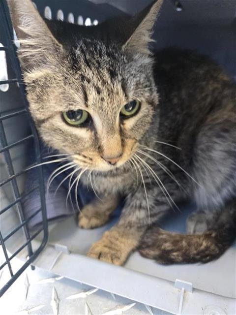 SMITTY - Domestic Short Hair available for adoption