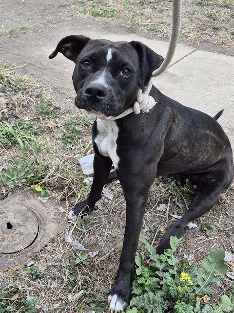 BEEBEE - Labrador Retriever available for adoption