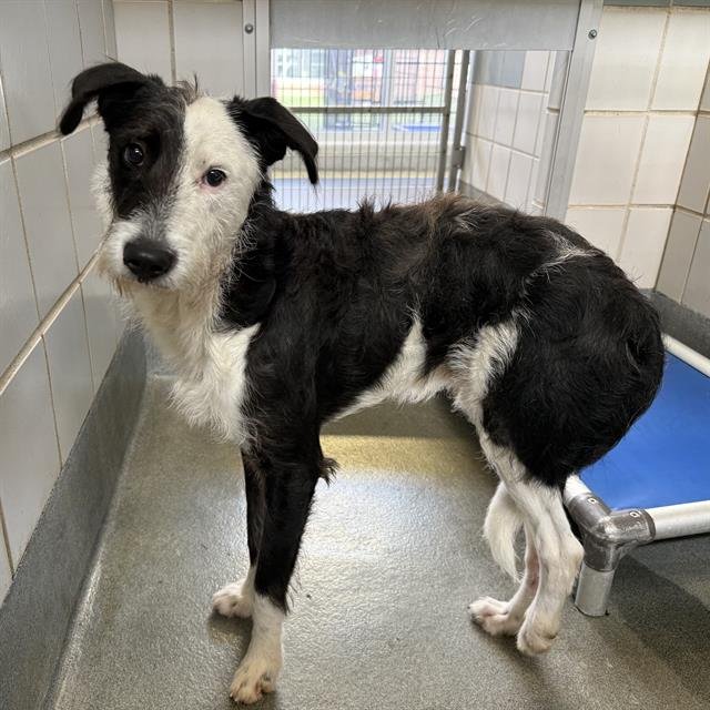 RUDOLPH - Terrier available for adoption