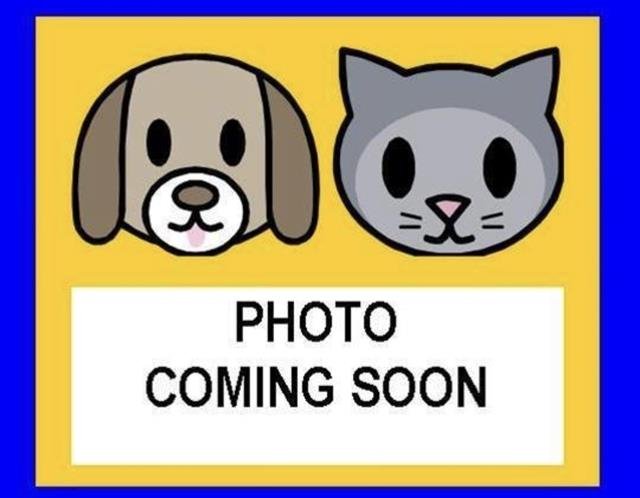 GRACY - Domestic Short Hair available for adoption