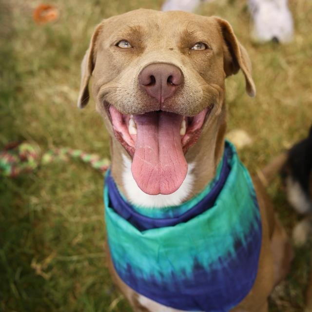 ROCCO - American Staffordshire Terrier available for adoption